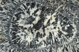 Polished Orbicular Granite Section - Western Australia #279932-1